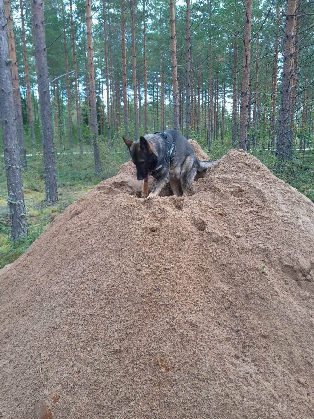 Hienoa hiekkaa